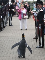 'Sir' Nils Olav (Foto: David Cheskin/AP) 'Sir' Nils Olav (Foto: David Cheskin/AP)