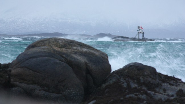 Ask på Sør-Senja (Foto: Arild Moe/NRK)
