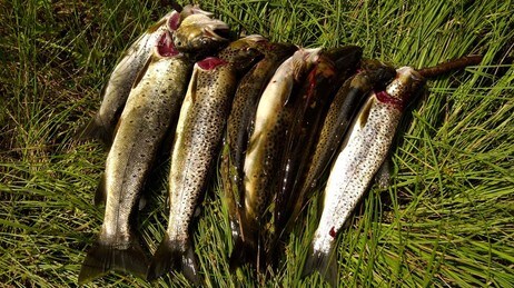 Hunder-ørreten er friskmeldt. 1000 fisk kan passere fisketrappa i Hunderfosen i år. (Foto: Arash A. Nejad/Scanpix) Hunder-ørreten er friskmeldt. 1000 fisk kan passere fisketrappa i Hunderfosen i år. (Foto: Arash A. Nejad/Scanpix)