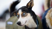 Alaska husky under Finnmarksløpet