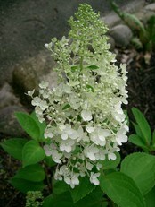 Syrinhortensia (Foto: KENPEI's photo/GNU Free Documentation License) Syrinhortensia (Foto: KENPEI's photo/GNU Free Documentation License)