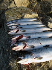 Rømt oppdrettslaks (Foto: Vemund Gjertsen) Rømt oppdrettslaks (Foto: Vemund Gjertsen)