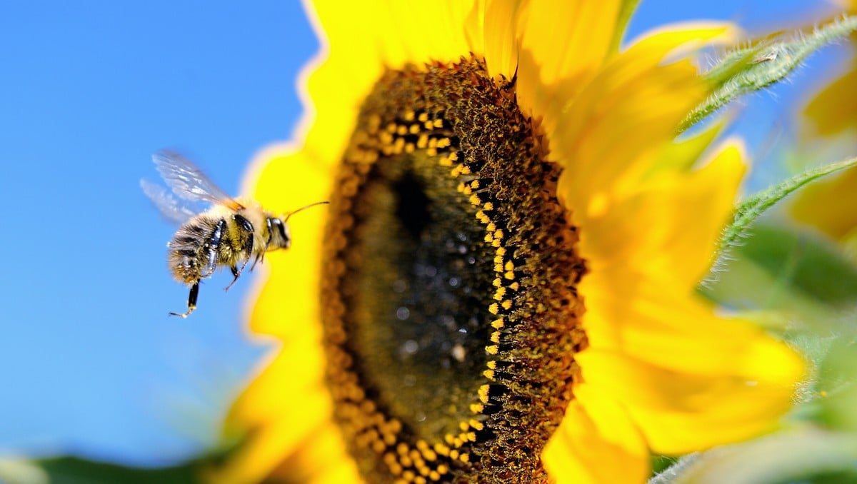 Bie og solsikke - Planteverngifter brukt på blant anna solsikker er vist å kunne medverke til biedød gjennom å skade nervesystemet deira. - Foto: PHILIPPE HUGUEN / NTB Scanpix