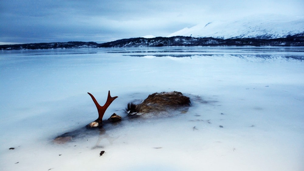 Kosmo Elk in water - froze into ICE: This something special sight met Inger Sjøberg on Kosmo lake in Valnesfjord in Fauske municipality in Nordland last week.  - There has probably been a distressing death, she said.  - Photo: Private /