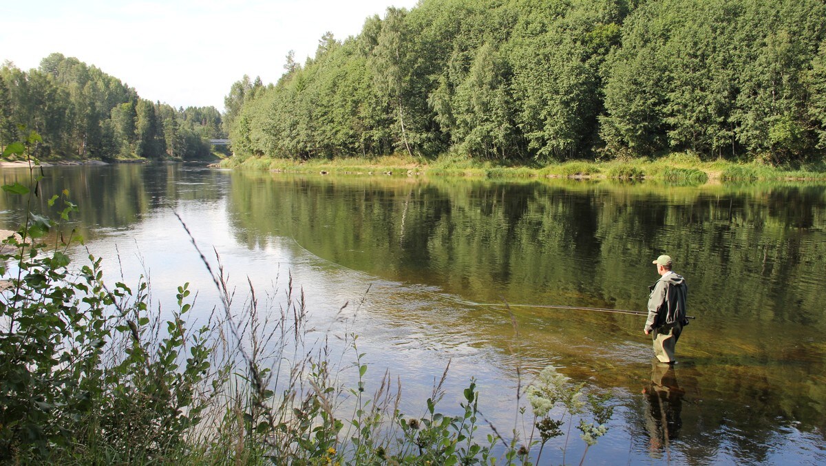 Laksefiskar i Numedalslågen 2010 - Se hvor mange stjerner Numedalslågen fikk, lenger ned i artikkelen. (arkivbilde) - Foto: Anne Lognvik / NRK