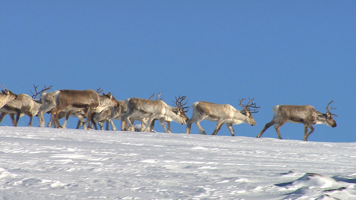 Reinsdyr på Olahansen i Jølster - REINSDYR: Her er ein flokk på fjellet Olahansen i Jølster. - Foto: Jan Benkholt / NRK