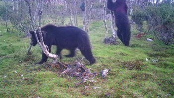 Bjørn i Bergebydalen