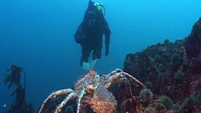 Dykker og kongekrabbe (Foto: Lillehammer film)
