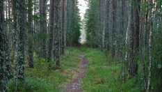 Skogssti