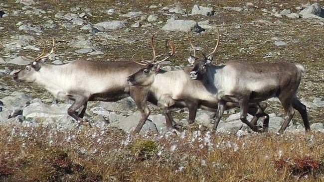 Reinsdyr (Foto: Arne Hjelmtvedt, Nordre Toten)