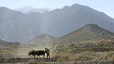En Afghansk bonde med Tora Bora i bakgrunnen (Foto: ENRIC MARTI/AP) En Afghansk bonde med Tora Bora i bakgrunnen (Foto: ENRIC MARTI/AP)