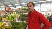 2000 påskeliljer om dagen - Påskeliljer pynter opp hos mange påsken. 