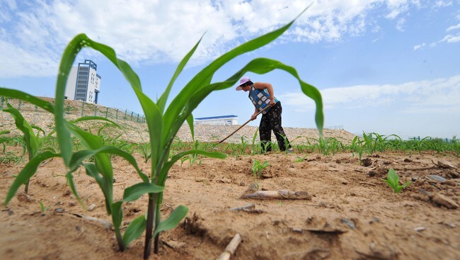 Vannmangel i Hebei-provinsen i Kina. (Foto: FREDERIC J. BROWN/AFP) Vannmangel i Hebei-provinsen i Kina. (Foto: FREDERIC J. BROWN/AFP)