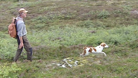 Rypetelling i Verranfjellene (Foto: Morten Andersen/NRK)