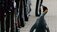 'Sir' Nils Olav (Foto: DAVID MOIR/SCANPIX)