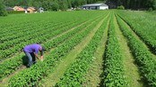 De sørlandske jordbærene kommer sent i år - Nå skulle jordbærsesongen vært i full gang. Men det er den ikke. I jordbæråkrene er det nesten ikke et eneste rødt bær å finne. Det kan vise seg å bli bra for både bønder og oss jordbærspisere.