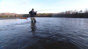 Bedring i vassdragene - Undersøkelser tyder på at det nå er mindre oppdrettslaks i nordnorske elver enn tidligere. 