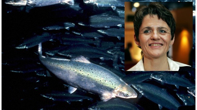 Fiskeriminister Lisbeth Berg-Hansen er deleier i oppdrettsbedriften Sinkaberg-Hansen. Fiskeriminister Lisbeth Berg-Hansen er deleier i oppdrettsbedriften Sinkaberg-Hansen.