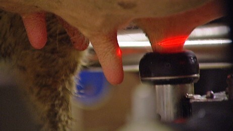 Moderne melkerobot i Steigen (NRK) Moderne melkerobot i Steigen (NRK)