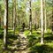 Tett skog på vei ned mot Hellemobotn. Tett skog på vei ned mot Hellemobotn.
