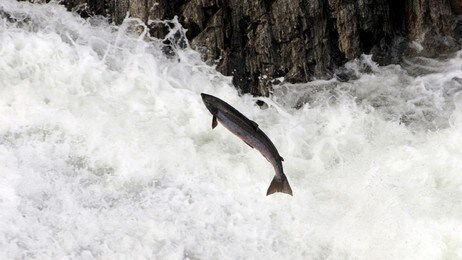 Villaks (Foto: Bente Bjercke) Villaks (Foto: Bente Bjercke)