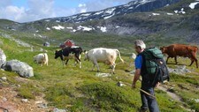 Kyr på vei til Stavali (Foto: Victoria Linnerud)