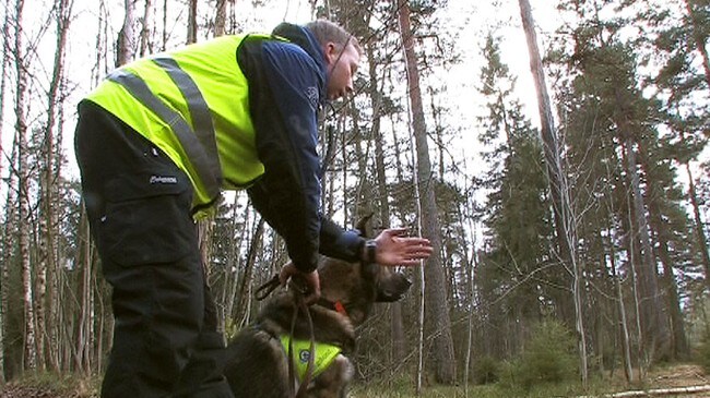 Redningshund klar til søk (illustrasjonsfoto) (Foto: Paal A. Svendsen/NRK)