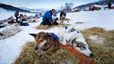 Ralph Johannessen med hundespannet i Levajok (Foto: Knut-Sverre Horn)