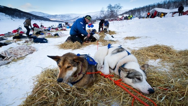 Ralph Johannessen med hundespannet i Levajok (Foto: Knut-Sverre Horn) Ralph Johannessen med hundespannet i Levajok (Foto: Knut-Sverre Horn)