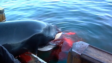 Hvalfangst i Vestfjorden (Foto: Kari Skeie/NRK)