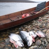 Laksefiske i Tanaelva (Foto: Nils Henrik Måsø/NRK)