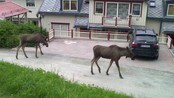 Elg på bytur (Foto: Jan-Åge Gundersen)