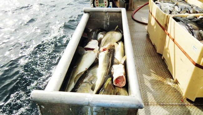 Lofotfiske til fiskejuks (Foto: Privat) Lofotfiske til fiskejuks (Foto: Privat)