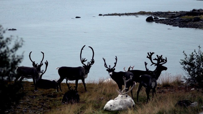 Rein i Repparfjord (Foto: Bente Bjercke) Rein i Repparfjord (Foto: Bente Bjercke)