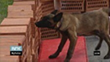 Mine-hund (NRK)