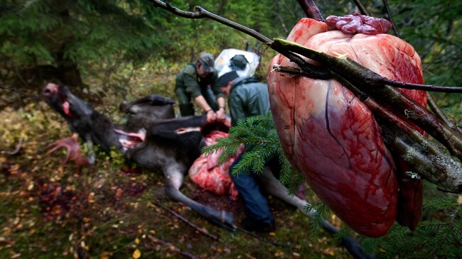 Elgjakt (Foto: Kallestad, Gorm/SCANPIX) Elgjakt (Foto: Kallestad, Gorm/SCANPIX)