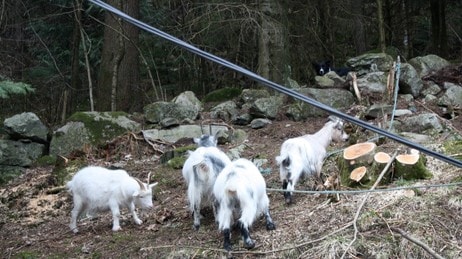 Geiter på Langegården (Foto: Håkon Sandåker/NRK)