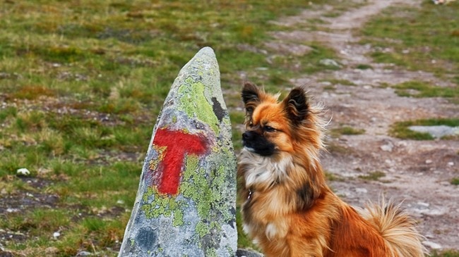 Hund i Trollheimen (Foto: Marthe Hokland/Den Norske Turistforening)