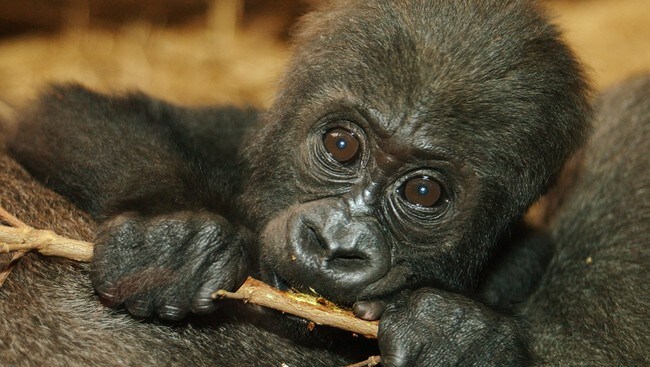 Gorilla (Foto: STEFFEN SCHMIDT/AP) Gorilla (Foto: STEFFEN SCHMIDT/AP)