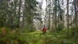 Mektig og urørt skog