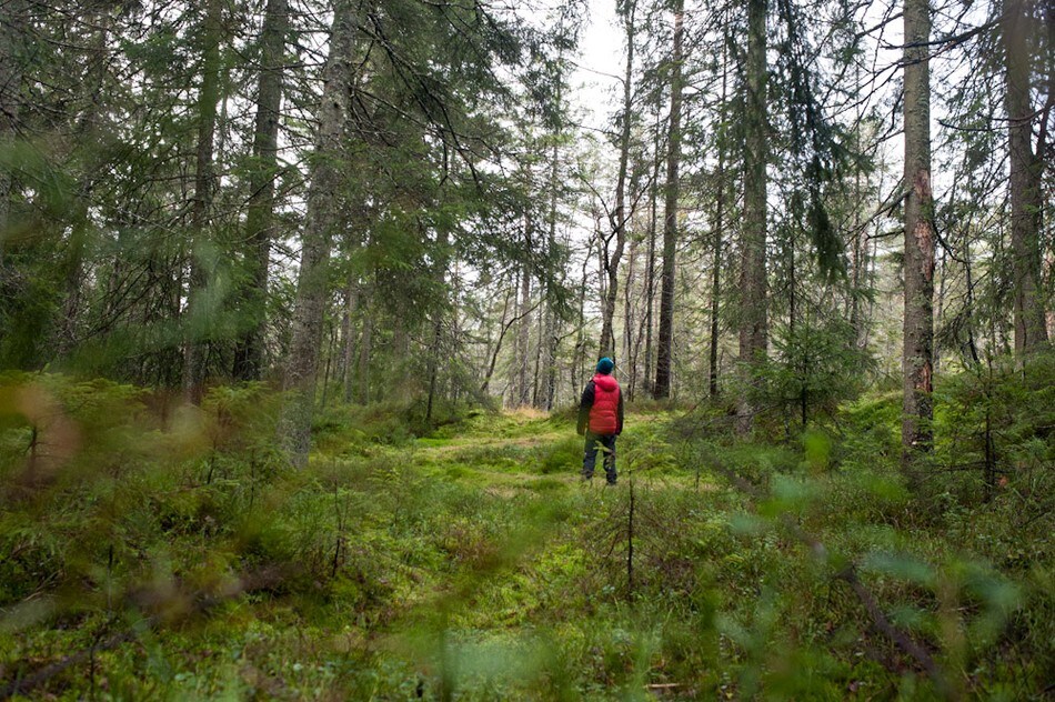 Mektig og urørt skog