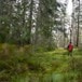 Mektig og urørt skog
