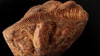 fossil (Foto: MAREANO)