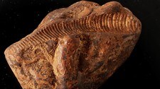 fossil (Foto: MAREANO)