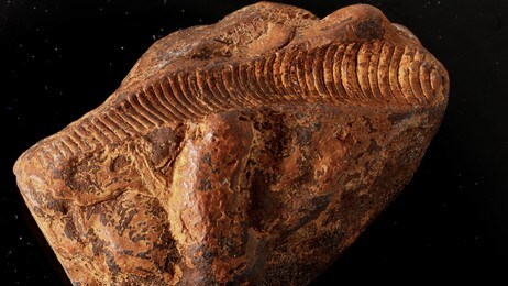 fossil (Foto: MAREANO)