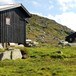 Tjørnbrotbu