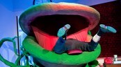 Kjøttetende plante fra Rogaland Teater