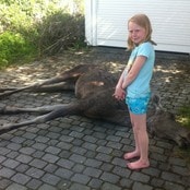 Inger Marie (9) fant død elg foran garasjen (Foto: Hege Tvete Karlsen) Inger Marie (9) fant død elg foran garasjen (Foto: Hege Tvete Karlsen)