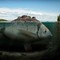 «Fishy Island»
«Fishy Island»