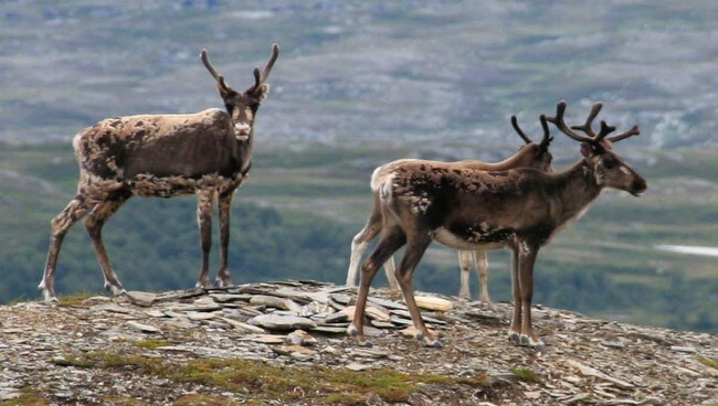 Reinflokk på Langsvola (Foto: Linda Bjørgan) Reinflokk på Langsvola (Foto: Linda Bjørgan)
